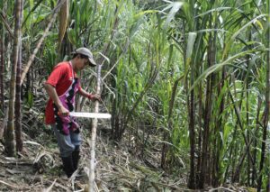 Trabajador cortando caña de azúcar en la cooperativa El Paraíso (Ecuador)