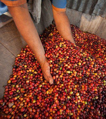 Si no se frena el cambio climático, la superficie destinada al cultivo de café podría reducirse a la mitad en 2050