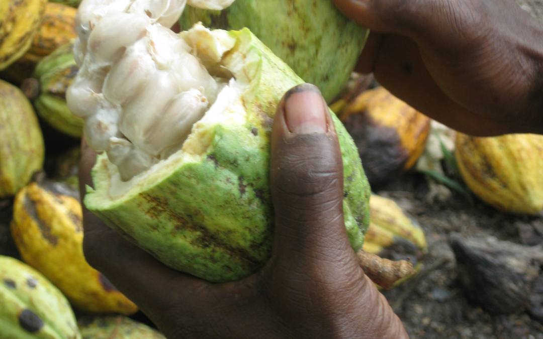 Un informe sobre el cacao aboga por cambios normativos que garanticen una cadena de suministro sostenible social y medioambientalmente
