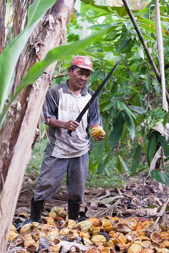 Un nuevo informe constata la disminución de ingresos de quienes producen cacao mientras el mercado global aumenta su facturación