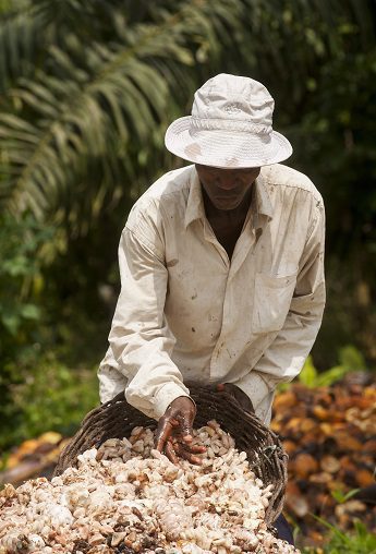 La producción de cultivos como el café y el cacao y su impacto en el medio ambiente