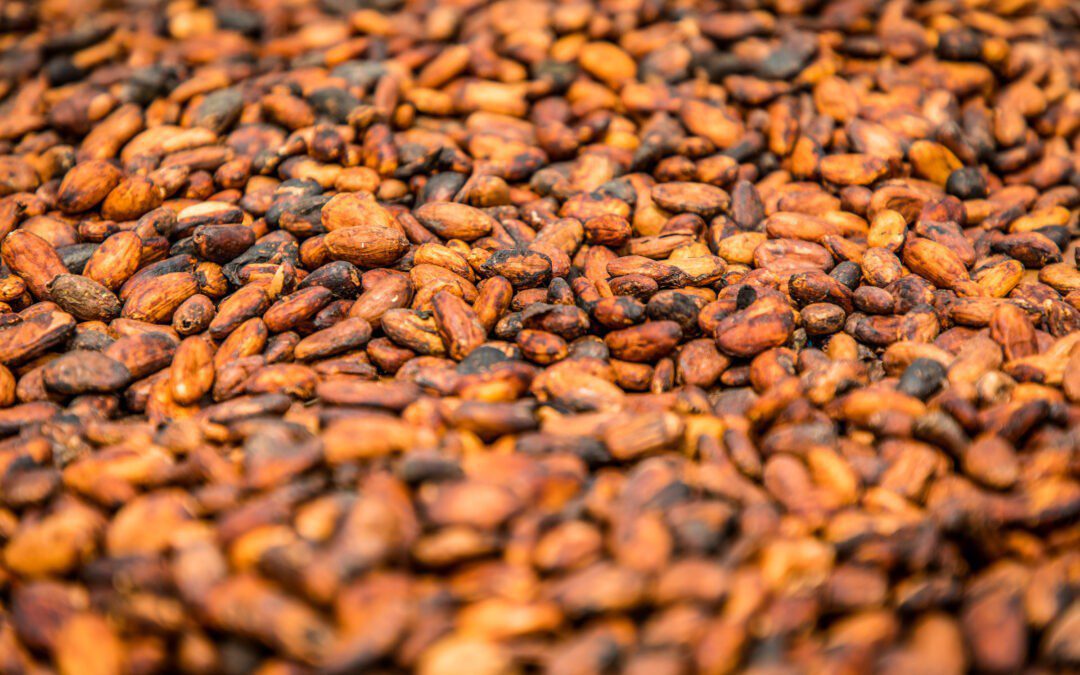 Oikocredit invierte 7 millones de euros para apoyar a productores y productoras de cacao a pequeña escala en Costa de Marfil