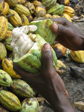 Multinacionales del chocolate contra las pequeñas organizaciones productoras de cacao: el indecente pulso