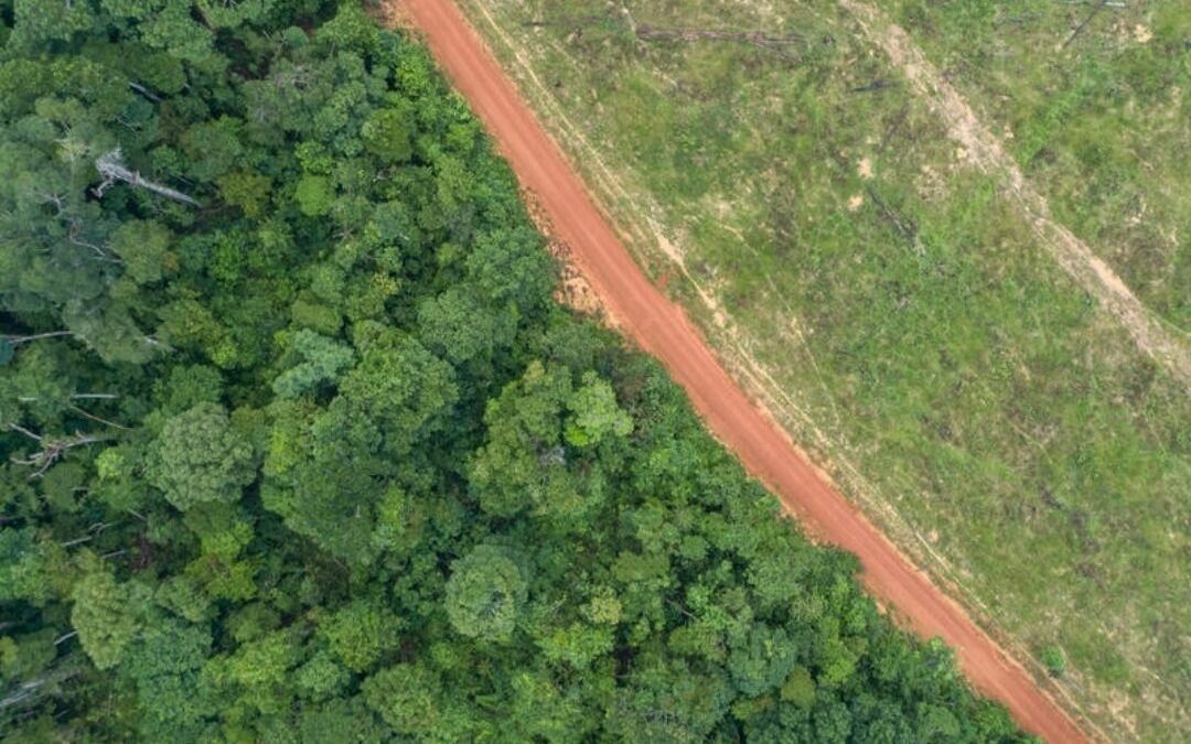 El Parlamento Europeo vota a favor del Reglamento para combatir la deforestación importada