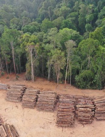 El Consejo de la UE aprueba una ley pionera para detener la deforestación relacionada con la producción de materias primas en terceros países