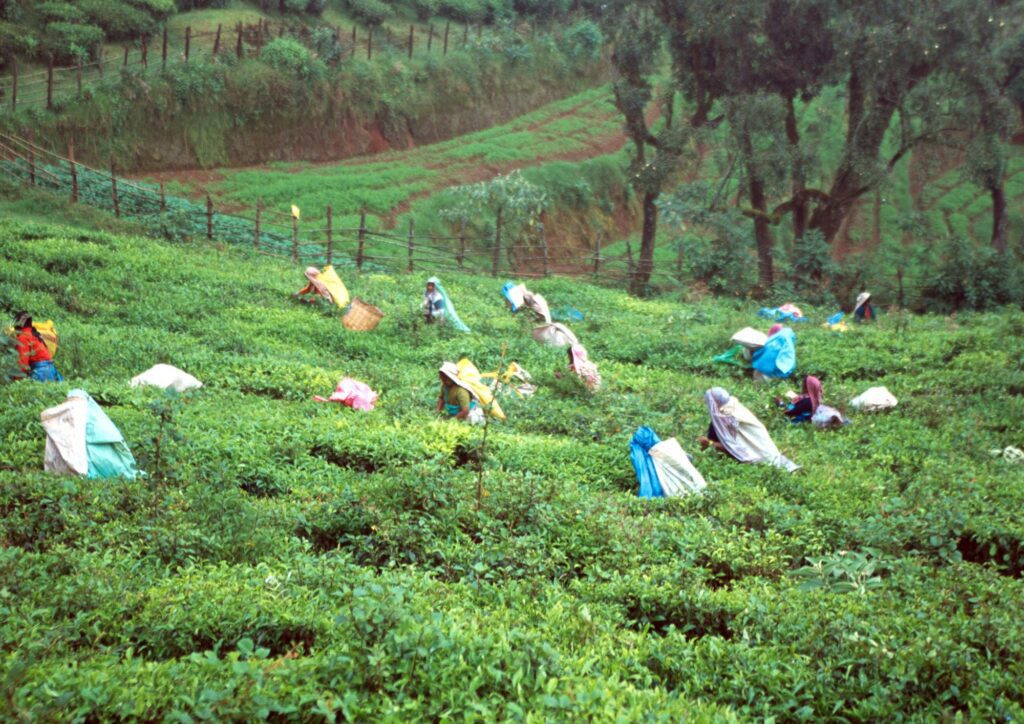 generica Plantacion de te en India