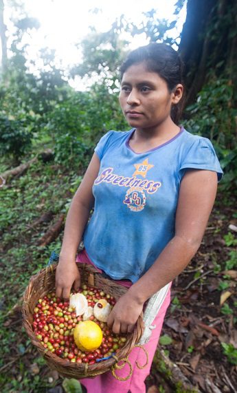 El café: un negocio millonario que esconde injusticias y graves daños ambientales