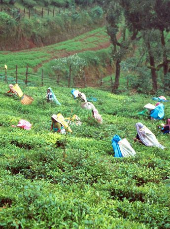 Las mujeres representan el 70% de la mano de obra en el cultivo del té